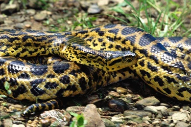 Anaconda HD Wallpapers