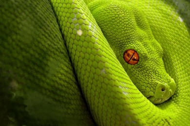 Desktop Anaconda Snake Wallpapers