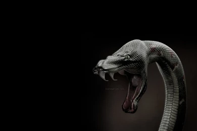 Anaconda Computer Wallpapers, Desktop Backgrounds