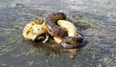 I Am Jamali: Anaconda Snake Wallpapers