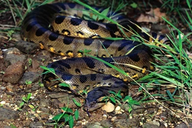 Anaconda WallPapers Free