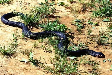 Rattlesnake HD Wallpapers