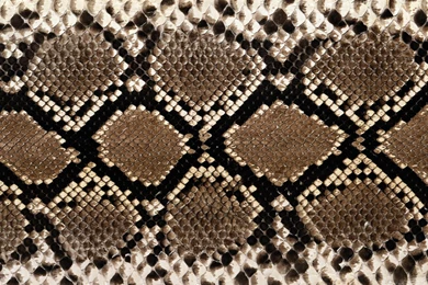 Desktop giant anaconda snake images wallpaper.jpg