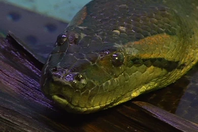 Snake Anaconda (id: 76030) – BUZZERG