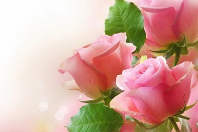 YouWall   Lovely Pink Roses Wallpapers   Wallpaper,wallpapers,free ...