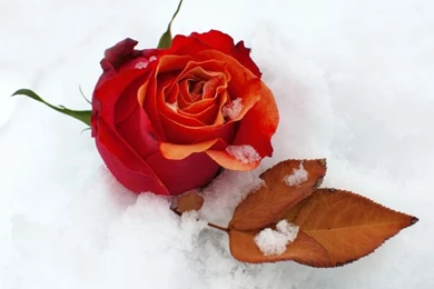 Lovely winter rose wallpapers   Winter Wallpapers (36325551)   Fanpop