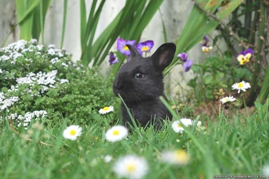 Spring Animals Wallpapers   Crazy Frankenstein