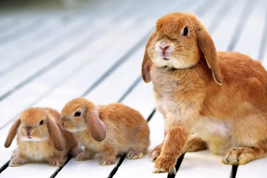 Cute baby rabbits hd wallpapers.jpg