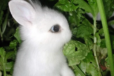 Cute baby rabbit images.jpg