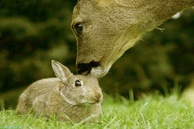 Mac Hd (id: 187302) – BUZZERG