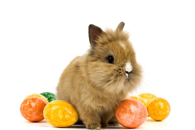 Rabbit Holidays Easter Eggs Animals Baby Wallpapers
