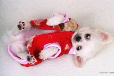 1440*900 Lovely Puppy Wallpapers / Lovely Puppies Photos 1440x900 ...