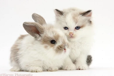 Gallery For   Cute Kittens And Baby Bunnies