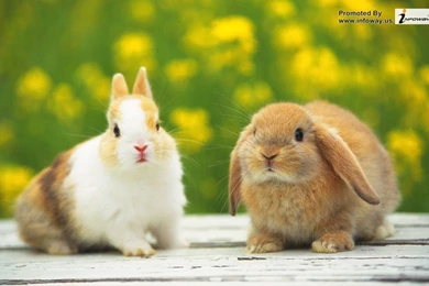 Rabbits Wallpapers   Photo 61 Of 169