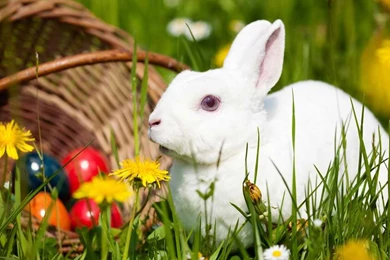 Cute Bunny Quotes. QuotesGram