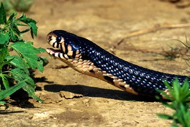 Cobra Snakes Wallpapers