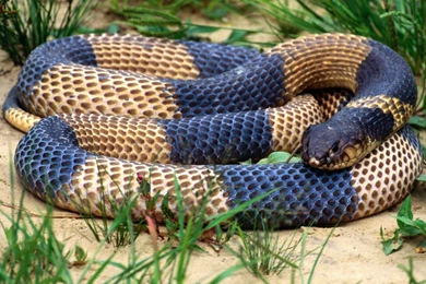 Cobra images snakes wallpaper.jpg