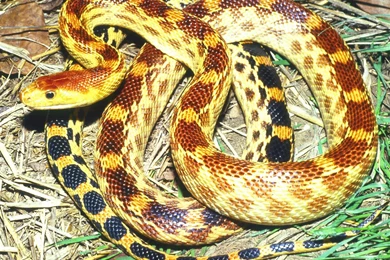 Download Wallpapers Free: Powerful Snakes Wallpapers