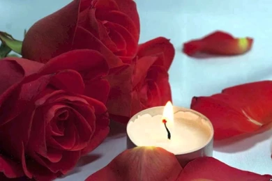 Red Rose Love Flower Pictures Wallpapers Free