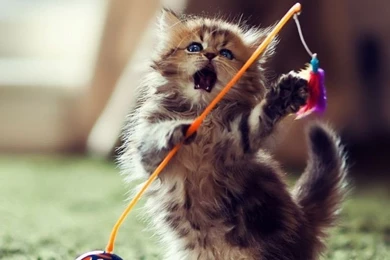 Lovely Playful Kitten HD Desktop Wallpapers : High Definition ...