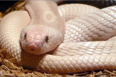 Anaconda Snake Wallpapers