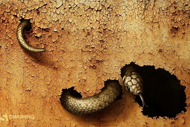 Dangerous Snake Wallpapers