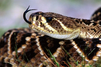 Snake Wallpapers 1920x1080 Wallpapers,Snake 1920x1080 Wallpapers ...