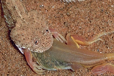 Snake HD Wallpapers01.jpg