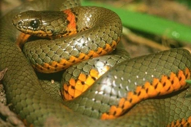 Best Hd Wallpapers For Ipad: Snake Wallpapers HD