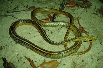 Free Snake Wallpapers