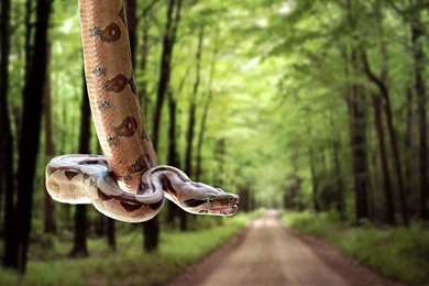 Snake Hanging On Road  AtozWallpapers