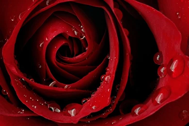 Home Screen Wallpapers HD   CuteWallpaper.org