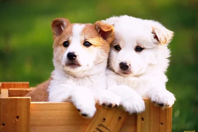 YouWall   Lovely Dogs Wallpapers   Wallpaper,wallpapers,free ...