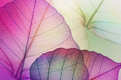 Download Wallpapers 2048x2048 Leaves, Mauve, Purple, Transparent ...