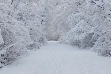 Desktop Snowing : Warez Forum