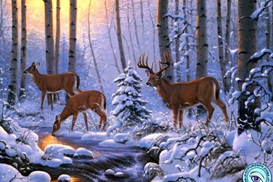 View Winter Scene Picture Wallpapers In 1024x768 Resolution