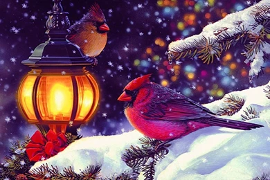 Winter Holidays Wallpapers   Crazy Frankenstein