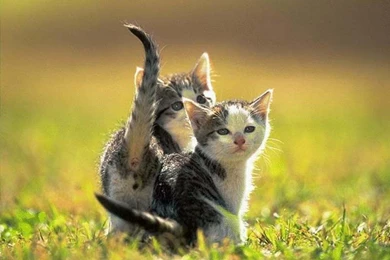 Migi Mega Entertainment: "Animals Wallpapers " The Best Animal ...