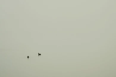 Wildlife Preserve On A Foggy Day. Minimal Or Boring? Any Thoughts ...