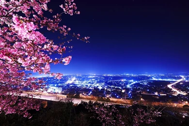 Cherry Blossom Tree Desktop Wallpapers   , New Wallpapers, New ...