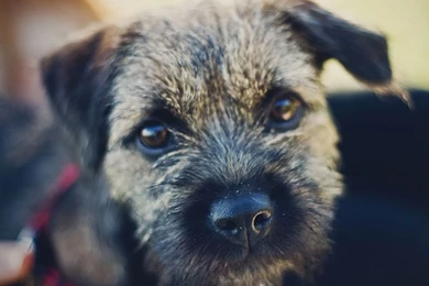 Border Terrier Wallpapers HD Download