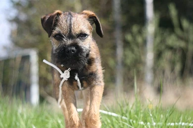 Border Terrier Galaxy Wallpapers