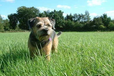 Border Terrier Dog Wallpapers And Pictures Gallery