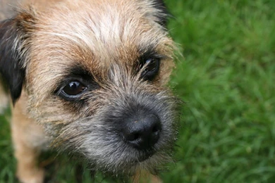 Border Terrier   Border Terriers Photo (13687133)   Fanpop