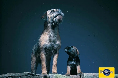 Dog breeds   B   Border Terrier   Page 2