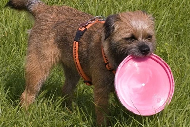 Border Terrier   Border Terriers Wallpapers (13687113)   Fanpop