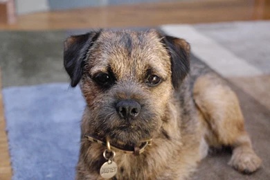 Border Terrier   Wikipedia, The Free Encyclopedia