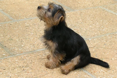 Border Terrier Awesome Wallpapers