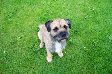 Border Terrier High Resolution Wallpapers