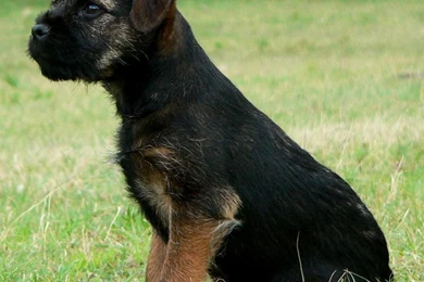 Border Terrier Dog Jack Photo And Wallpaper. Beautiful Border ...